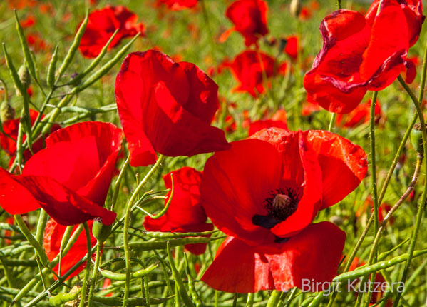 Mohn in Estland